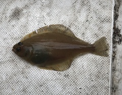 Citharichthys sordidus