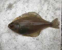 Citharichthys sordidus