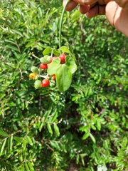 Corallocarpus bainesii