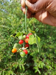 Corallocarpus bainesii