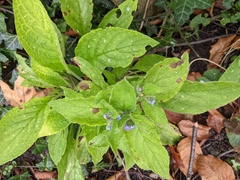 Pentaglottis sempervirens