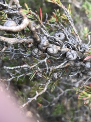 Leptospermum arachnoides