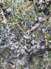 Leptospermum arachnoides