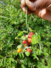 Corallocarpus bainesii