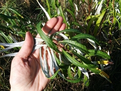 Artemisia longifolia