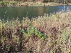 Artemisia longifolia