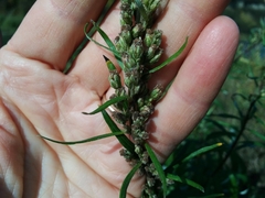Artemisia longifolia