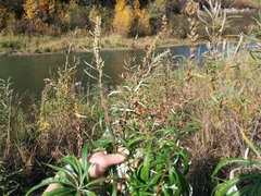 Artemisia longifolia