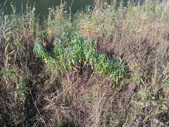 Artemisia longifolia