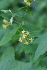 Englerodaphne pilosa