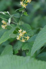 Englerodaphne pilosa