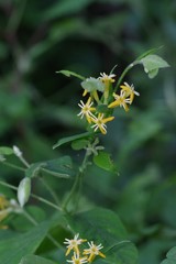 Englerodaphne pilosa