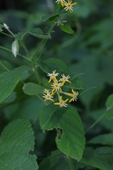 Englerodaphne pilosa