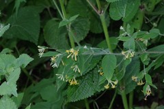 Englerodaphne pilosa