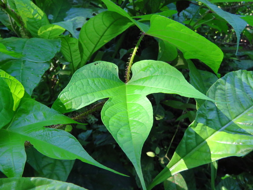 Image of Ipomoea setosa by (c) Annika Lindqvist, some rights reserved (CC BY)