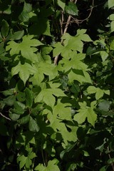 Ceratiosicyos laevis