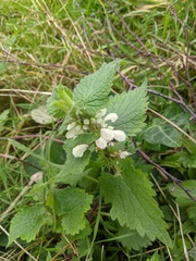 Lamium album