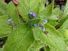 Pentaglottis sempervirens
