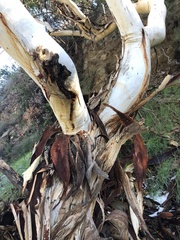 Eucalyptus cladocalyx