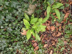 Pentaglottis sempervirens