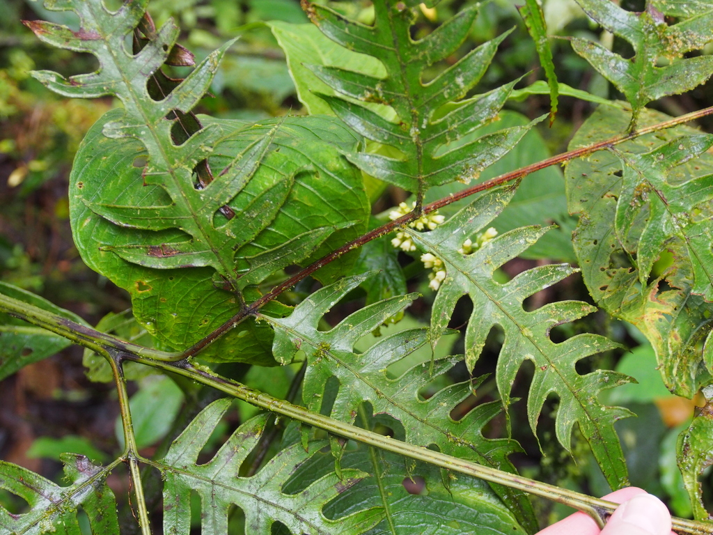 Pteris altissima; photograph (c) Lena Struwe, some rights reserved (CC BY-SA)
