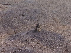 Callechelys marmorata