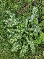 Arum italicum italicum