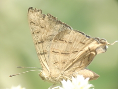 Cigaritis ictis