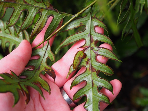 Pteris altissima, photograph 4