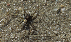 Arctosa perita