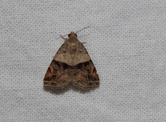 Ozarba megaplaga