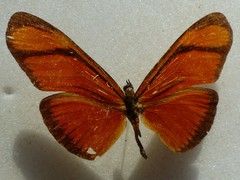 Eueides aliphera gracilis