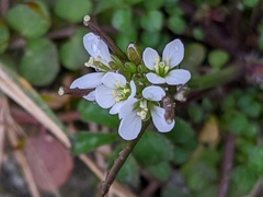 Cardamine hirsuta