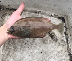 Citharichthys sordidus