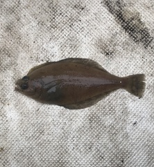 Citharichthys sordidus