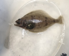 Citharichthys sordidus