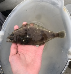 Citharichthys sordidus