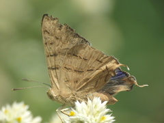Cigaritis ictis