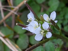Cardamine hirsuta