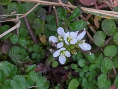 Cardamine hirsuta