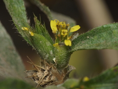 Synedrella nodiflora