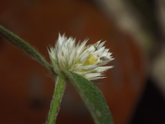 Alternanthera ficoidea