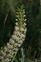 Eucomis comosa