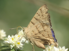 Cigaritis ictis