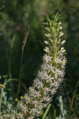 Eucomis comosa