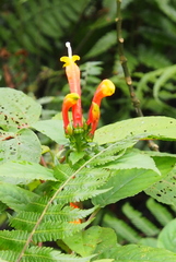 Centropogon granulosus