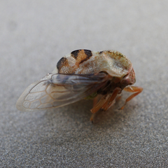 Cyrtolobus fenestratus