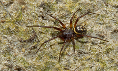 Steatoda albomaculata