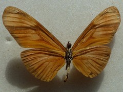 Eueides aliphera gracilis