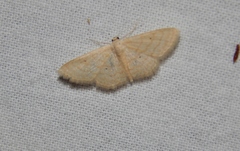 Scopula internataria